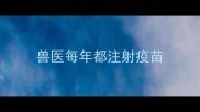 兽医每年都注射疫苗