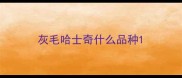 灰毛哈士奇什么品种