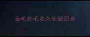 金毛剃毛多久长能回来