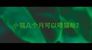 小猫几个月可以喂猫粮