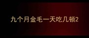 九个月金毛一天吃几顿