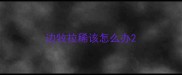 边牧拉稀该怎么办