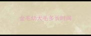 金毛幼犬毛多长时间