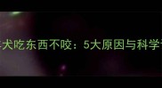 边境牧羊犬吃东西不咬5大原因与科学训练方案
