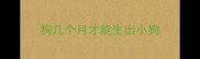 狗几个月才能生出小狗