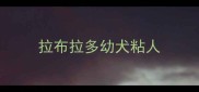 拉布拉多幼犬粘人