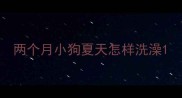两个月小狗夏天怎样洗澡