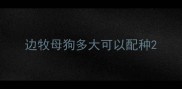 边牧母狗多大可以配种