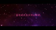 金毛幼犬多大可以断奶