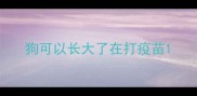 狗可以长大了在打疫苗
