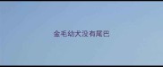 金毛幼犬没有尾巴