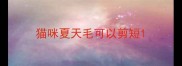 猫咪夏天毛可以剪短