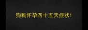 狗狗怀孕四十五天症状
