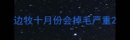 边牧十月份会掉毛严重