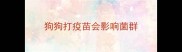 狗狗打疫苗会影响菌群