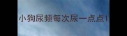 小狗尿频每次尿一点点