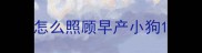 怎么照顾早产小狗