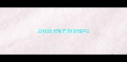 边牧幼犬嘴巴附近掉毛