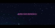 宠物犬排名智商排名