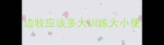 边牧应该多大训练大小便
