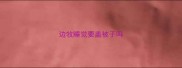 边牧睡觉要盖被子吗