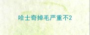 哈士奇掉毛严重不