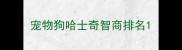 宠物狗哈士奇智商排名