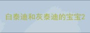 白泰迪和灰泰迪的宝宝