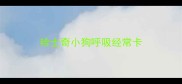 哈士奇小狗呼吸经常卡