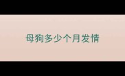母狗多少个月发情