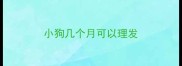 小狗几个月可以理发