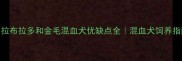 拉布拉多和金毛混血犬优缺点全混血犬饲养指南