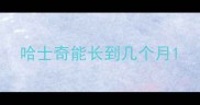 哈士奇能长到几个月
