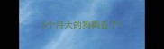 5个月大的狗狗丢了
