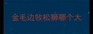 金毛边牧松狮哪个大