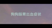 狗狗肠胃出血症状