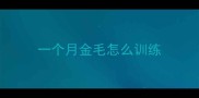 一个月金毛怎么训练