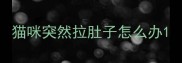 猫咪突然拉肚子怎么办