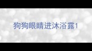 狗狗眼睛进沐浴露