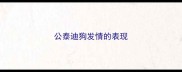 公泰迪狗发情的表现