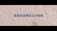 家里有宠物怎么灭蚂蚁