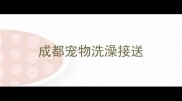 成都宠物洗澡接送