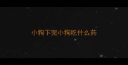 小狗下完小狗吃什么药