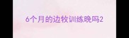 6个月的边牧训练晚吗