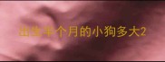 出生半个月的小狗多大