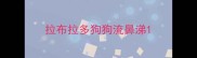 拉布拉多狗狗流鼻涕