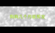 狗狗几个月能剪发