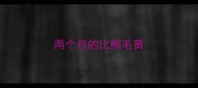 两个月的比熊毛黄