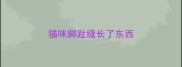 猫咪脚趾缝长了东西