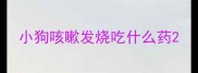 小狗咳嗽发烧吃什么药